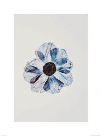 Niebieski Kwiat - reprodukcja