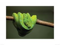 Zielony Wąż - reprodukcja