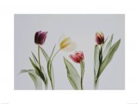 Tulipany - reprodukcja