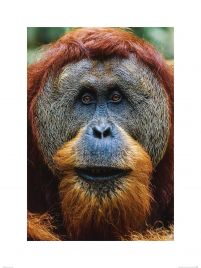 Orangutan - reprodukcja