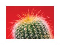 Kaktus Mammillaria - reprodukcja