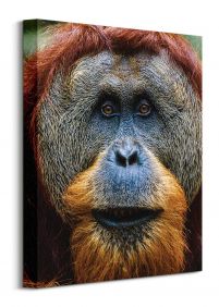 Orangutan - obraz na płótnie