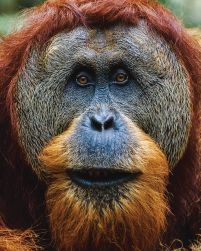 Orangutan - plakat