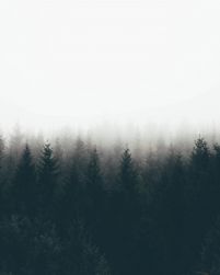 Mgła nad drzewami - plakat