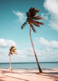 Palmy na plaży - plakat
