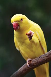Żółta Papuga - plakat