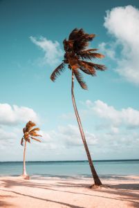 Palmy na plaży - plakat