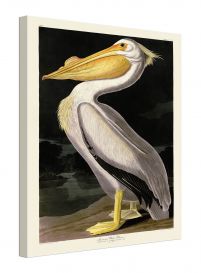 American White Pelican - obraz na płótnie