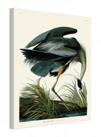 Great Blue Heron - obraz na płótnie