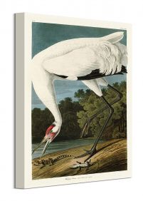Hooping Crane - obraz na płótnie