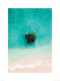 Drzewo na plaży - reprodukcja