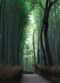 Las Bambusowy - fototapeta