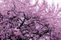 Kwitnące drzewo - fototapeta
