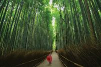 Bambusowy Las - plakat