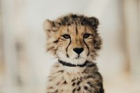 Gepard - plakat