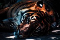 Tygrys - plakat