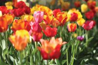 Kolorowe Tulipany - plakat