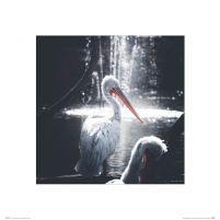 Pelikany nad wodą - reprodukcja
