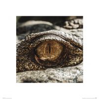 Oko Krokodyla - reprodukcja