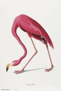American Flamingo - plakat