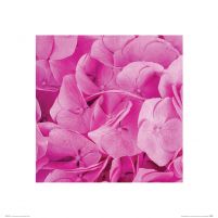 Pink Flowers - reprodukcja
