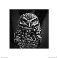 Dark Owl - reprodukcja