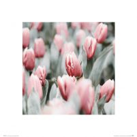 Różowe tulipany - reprodukcja