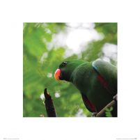 Zielona Papuga - reprodukcja