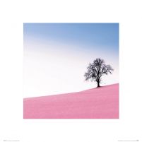 Pink Meadow - reprodukcja