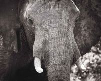 Słoń - plakat