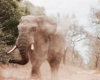 Słoń afrykański - plakat