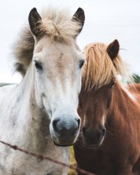 Two Horses - plakat