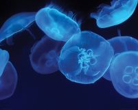 Niebieskie meduzy - plakat