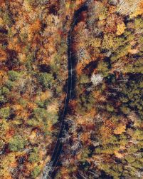 Droga przez jesienny las - plakat