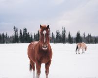 Koń na Śnieżnej Polanie - plakat