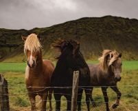 Trzy Konie - plakat