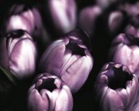 Fioletowe Tulipany - plakat