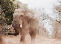 Słoń afrykański - plakat