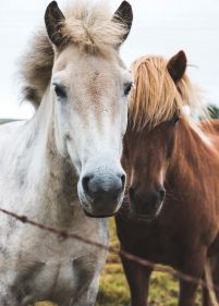 Two Horses - plakat