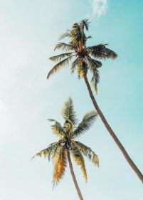 Palmy w Słońcu - plakat