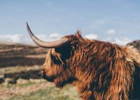 Highland Cow - plakat