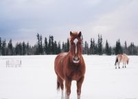 Koń na Śnieżnej Polanie - plakat