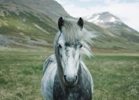 Siwy Koń - plakat
