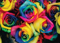 Kolorowe róże - plakat