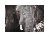 Słoń - reprodukcja