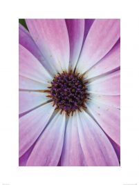Fioletowy kwiatek - reprodukcja