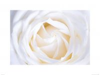 Biała Róża - reprodukcja