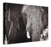 Słoń - obraz na płótnie
