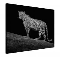 Serengeti Leopard - obraz na płótnie