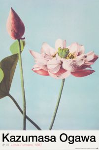 Lotus Flowers - plakat
